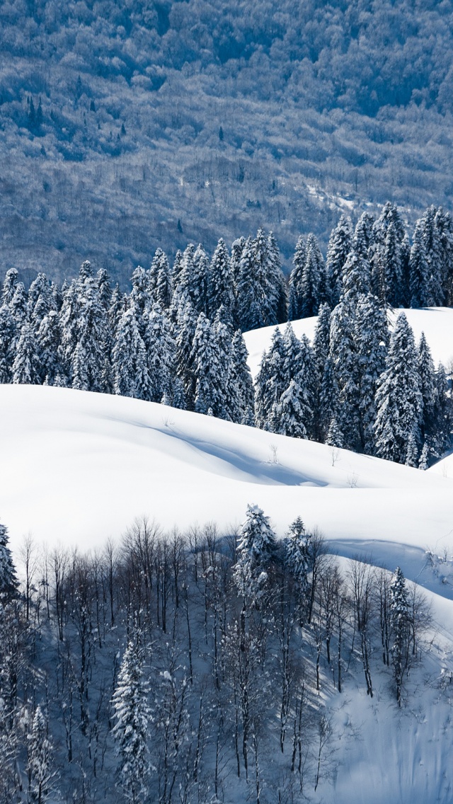 Winter Landscape