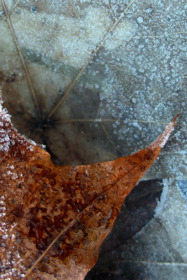 Winter Nature Leaf