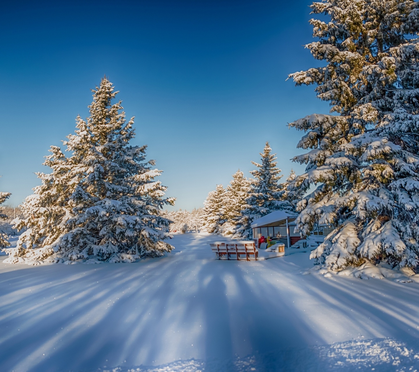 Winter Snow Fir Trees Nature