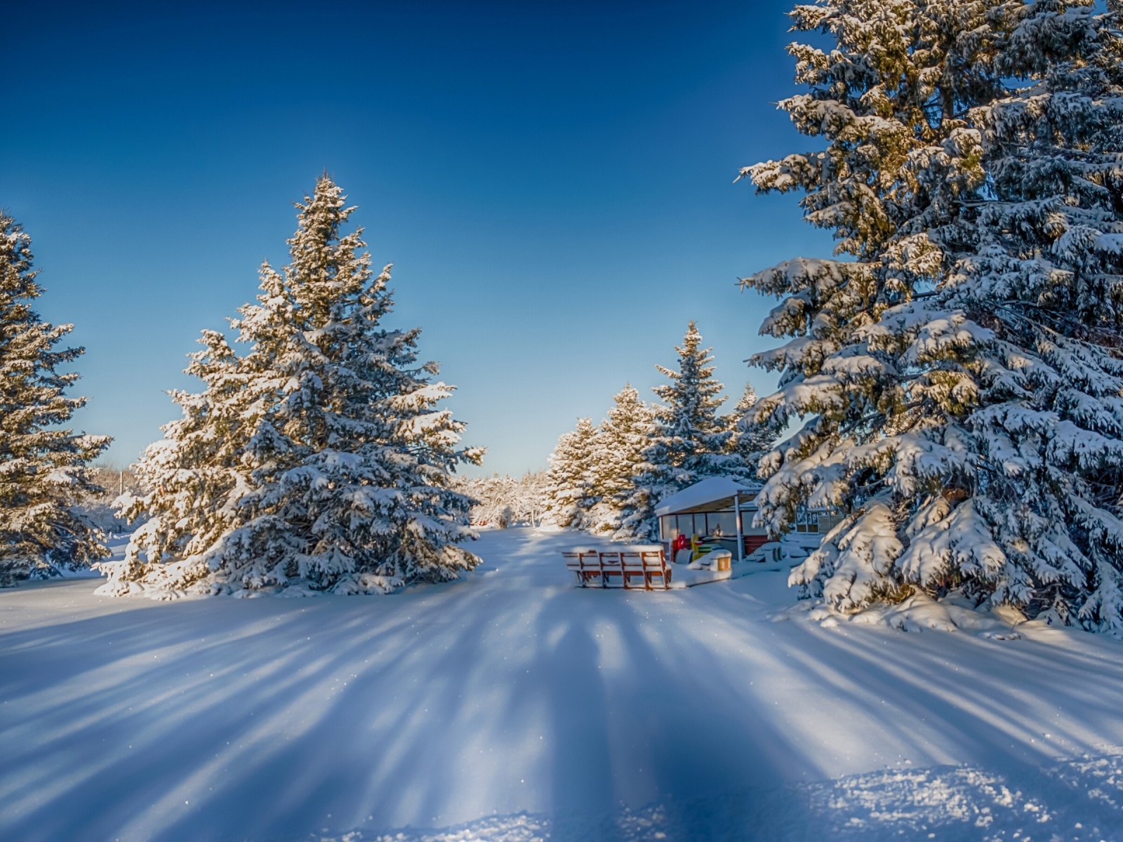 Winter Snow Fir Trees Nature