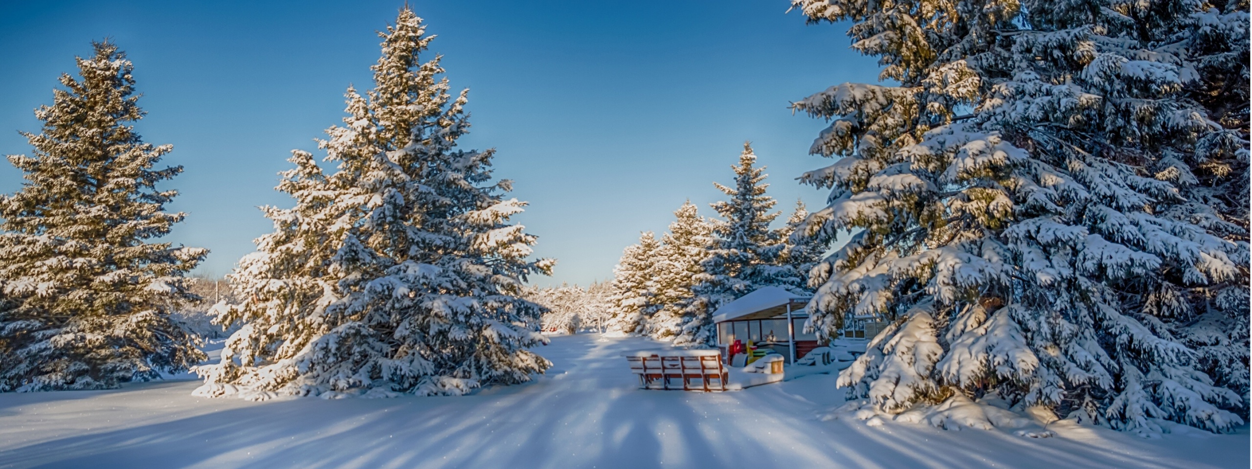 Winter Snow Fir Trees Nature