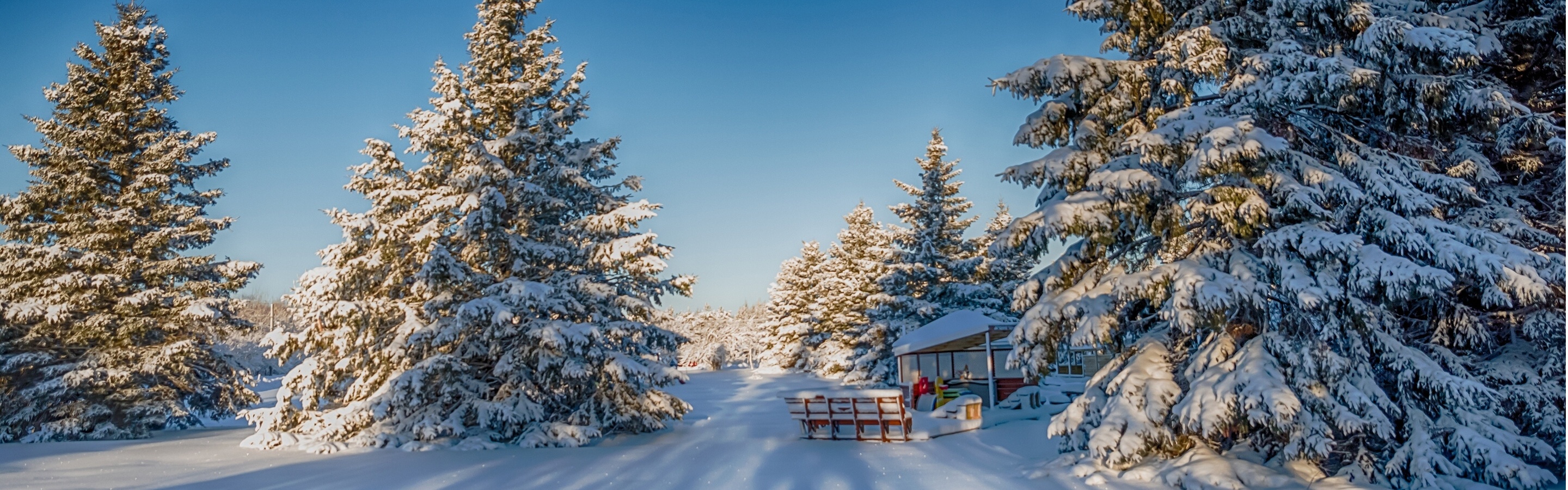 Winter Snow Fir Trees Nature