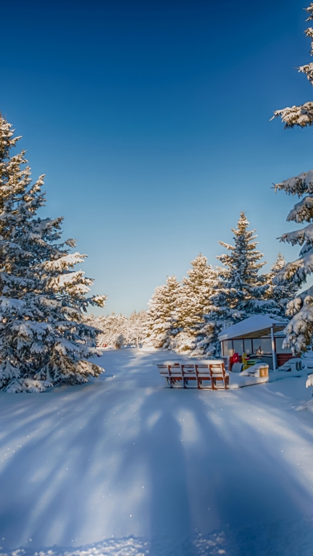 Winter Snow Fir Trees Nature