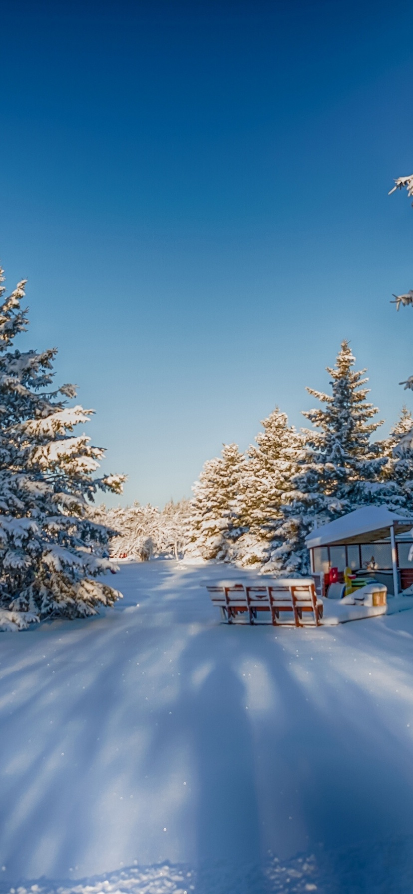 Winter Snow Fir Trees Nature