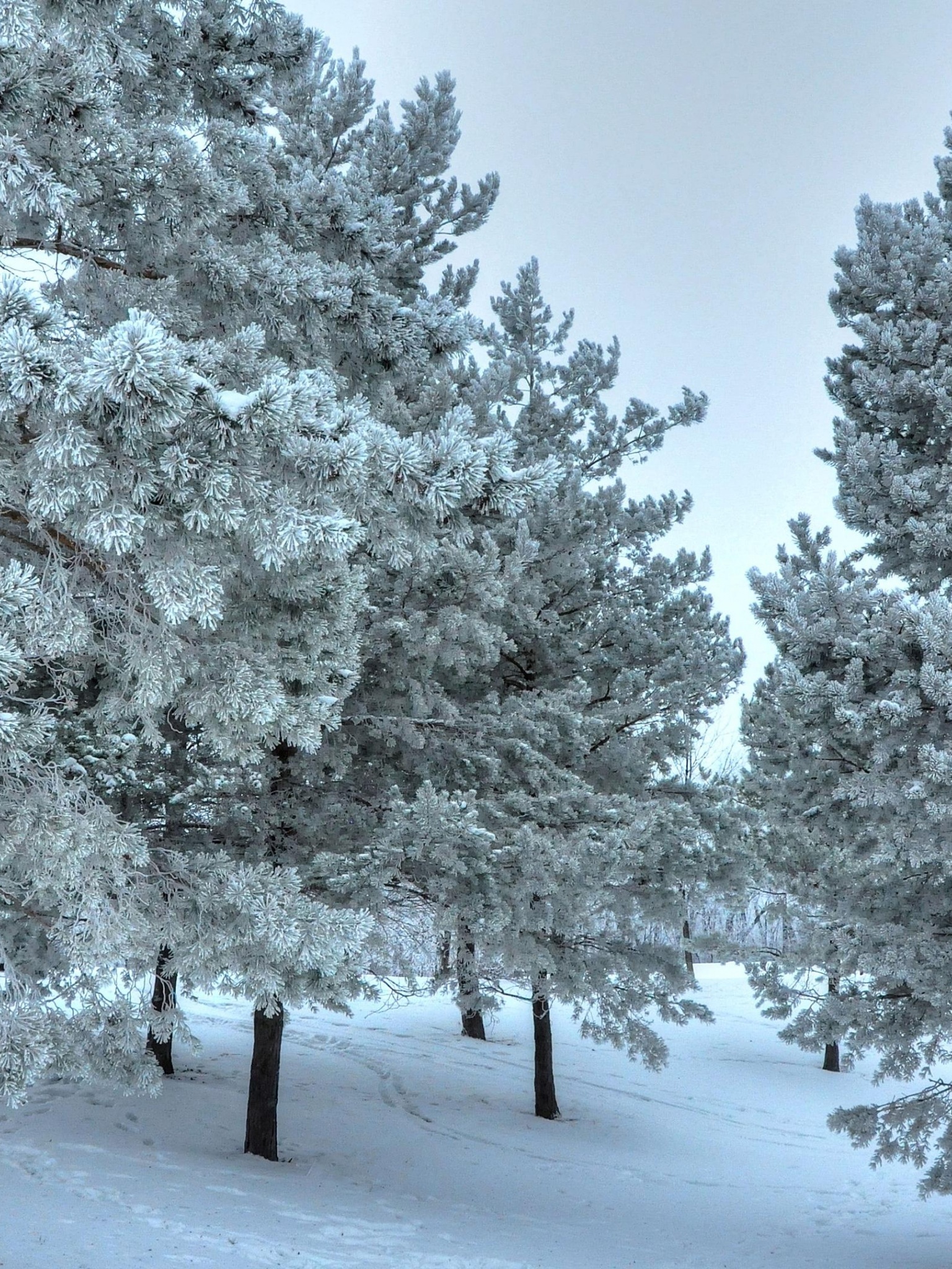 Winter Snow Snowy Trees