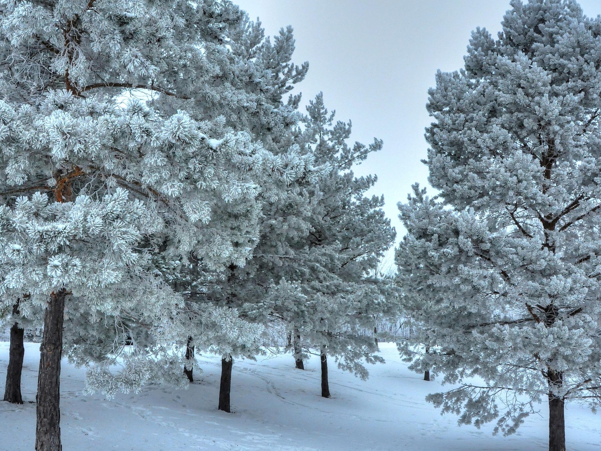 Winter Snow Snowy Trees