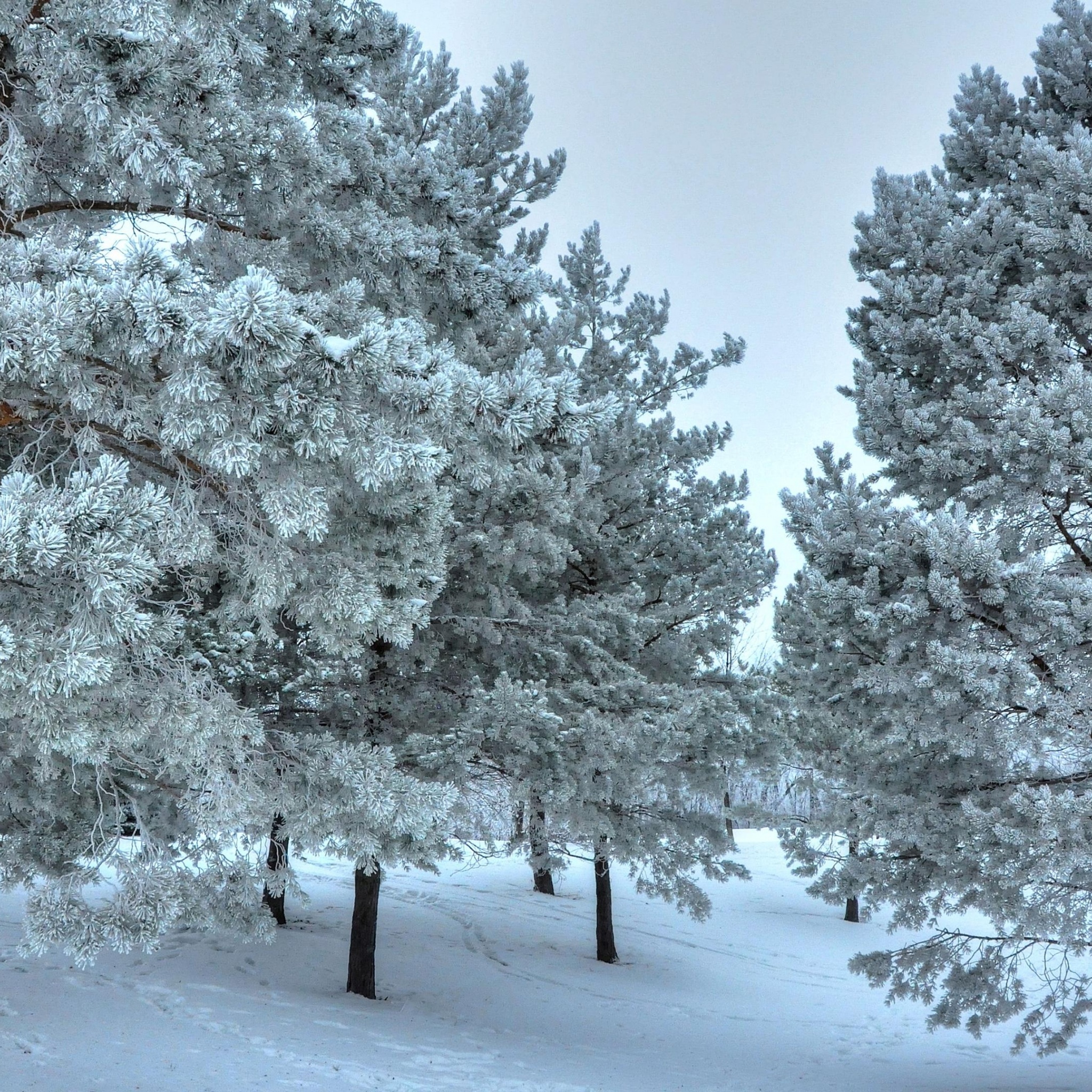 Winter Snow Snowy Trees