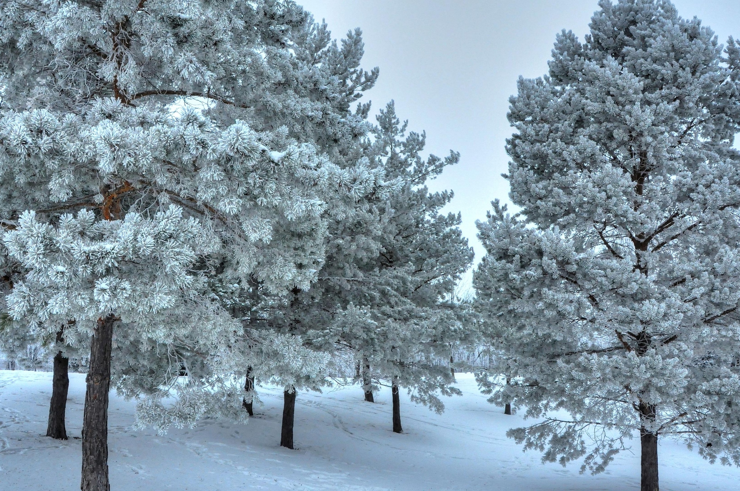 Winter Snow Snowy Trees