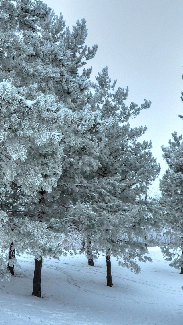 Winter Snow Snowy Trees