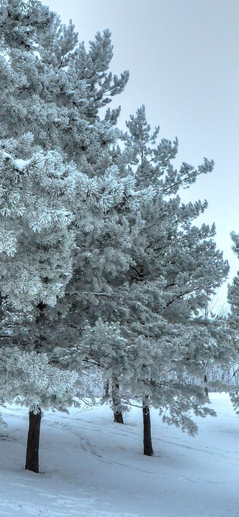 Winter Snow Snowy Trees