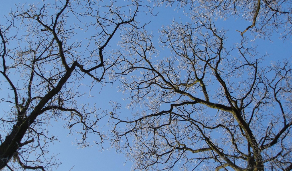 Winter Trees