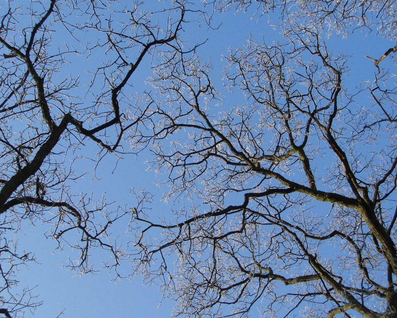 Winter Trees