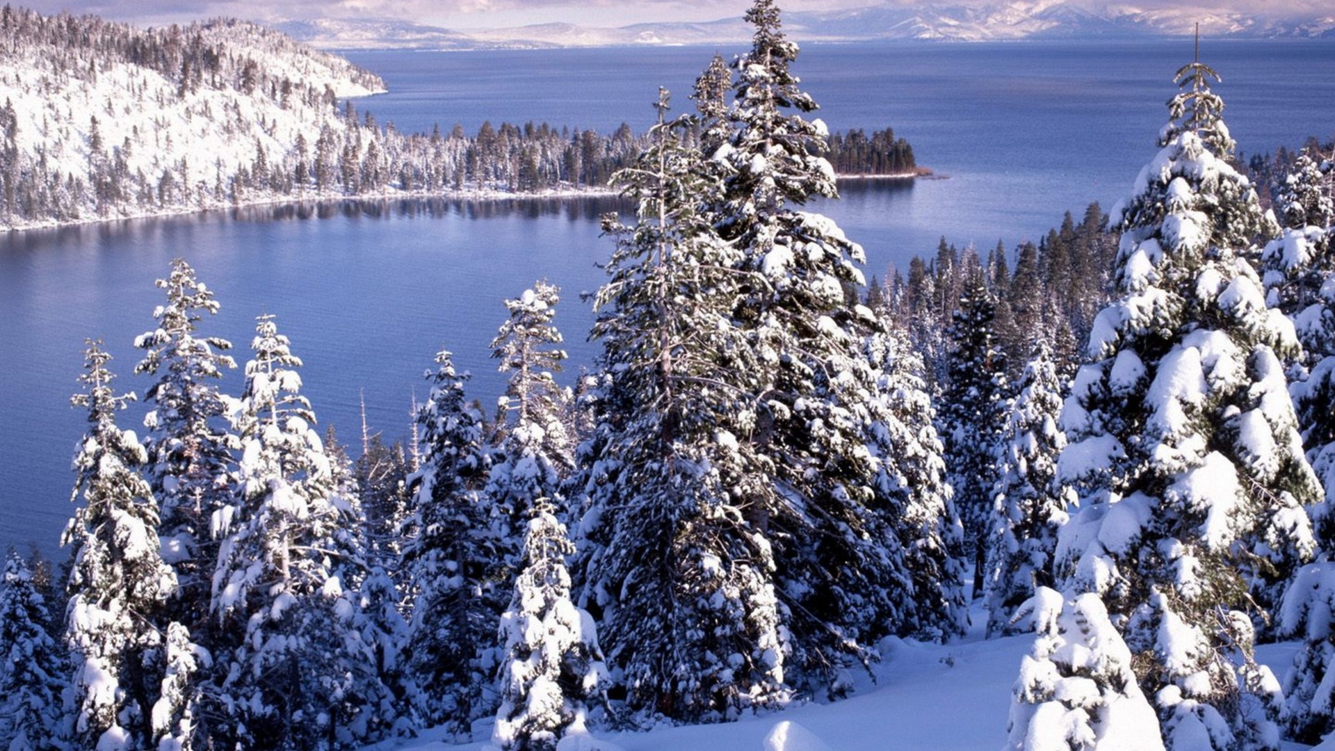 Winter White Forest And Cold Water