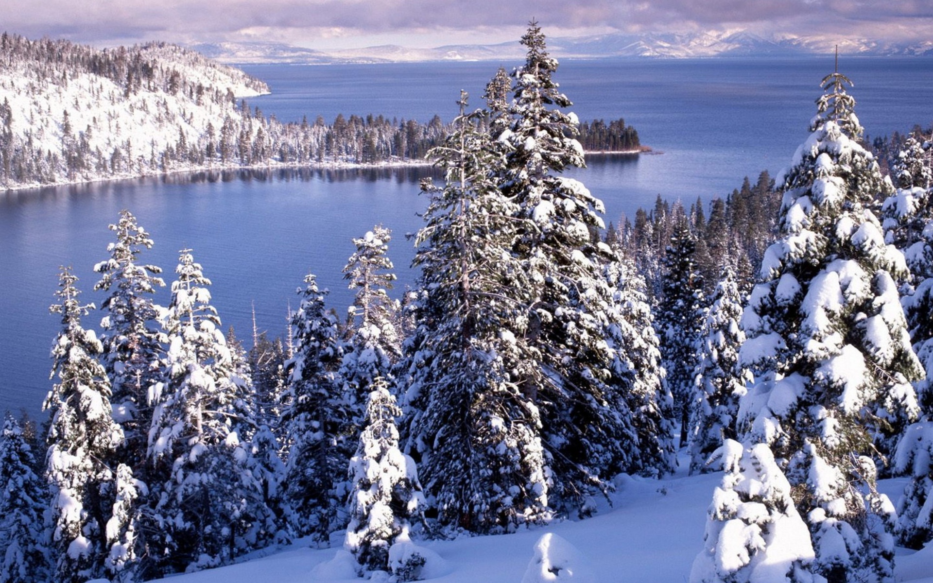 Winter White Forest And Cold Water