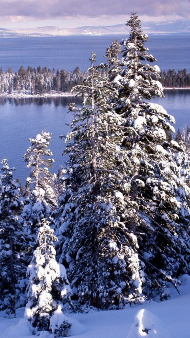 Winter White Forest And Cold Water