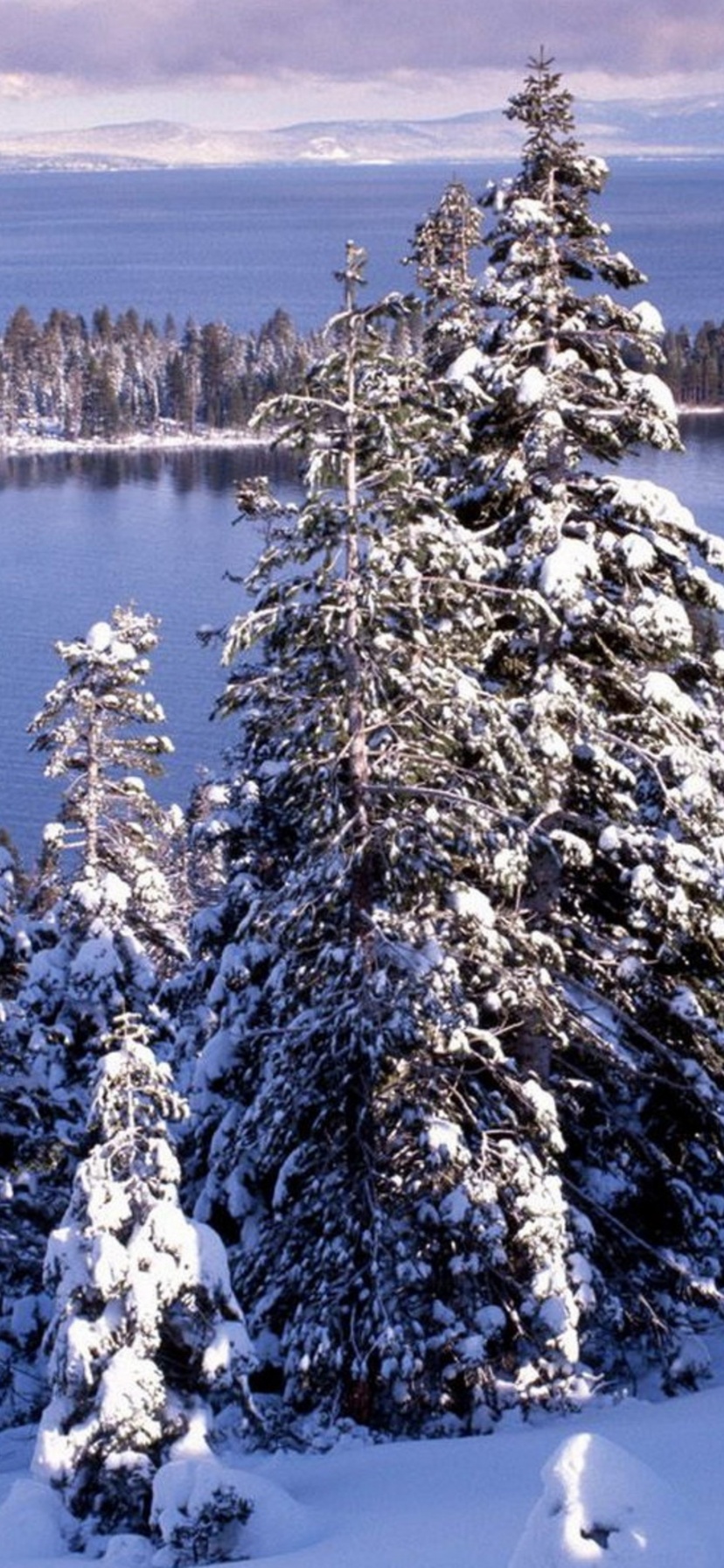 Winter White Forest And Cold Water