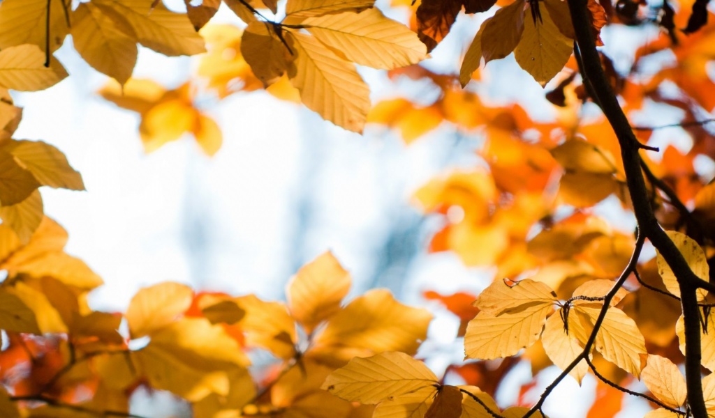 Yellow Autumn