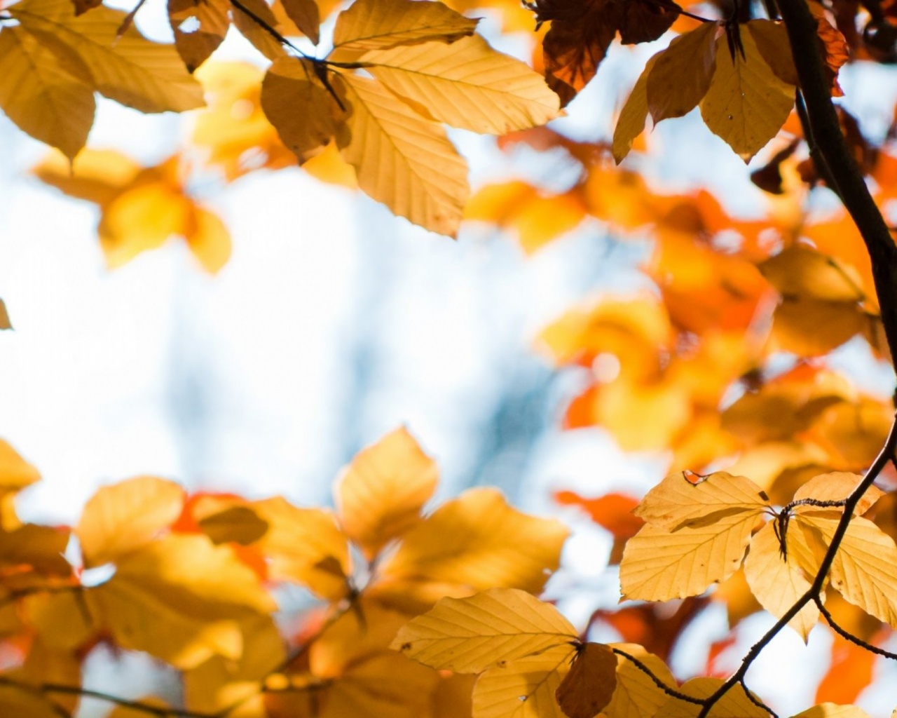 Yellow Autumn