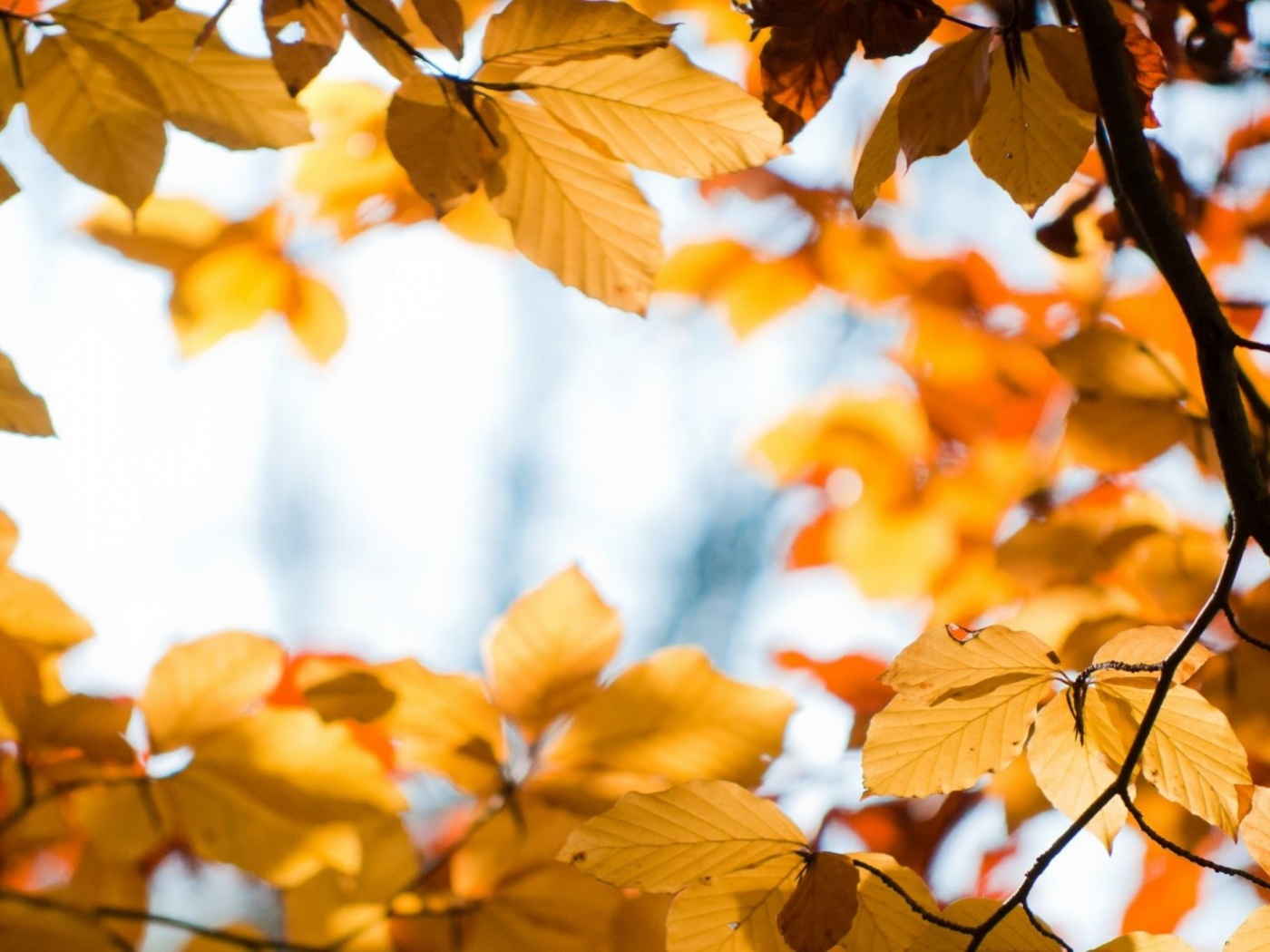 Yellow Autumn