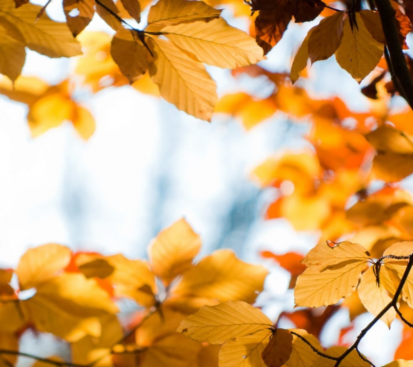 Yellow Autumn