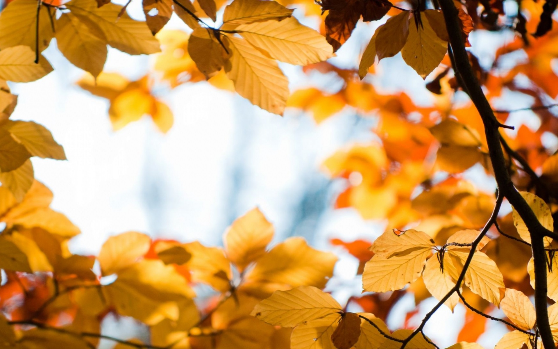 Yellow Autumn