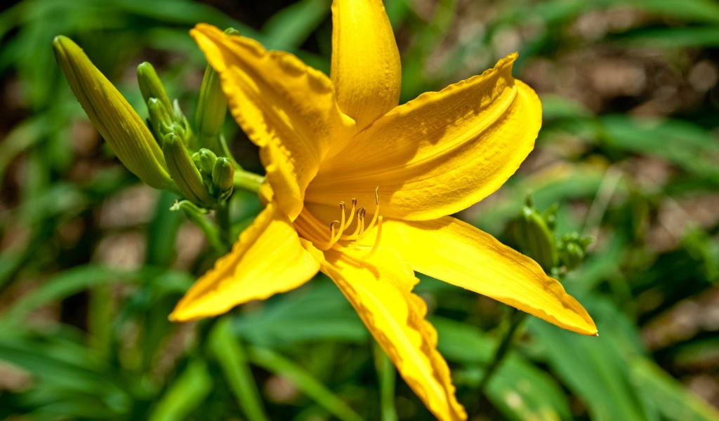 Yellow Lily