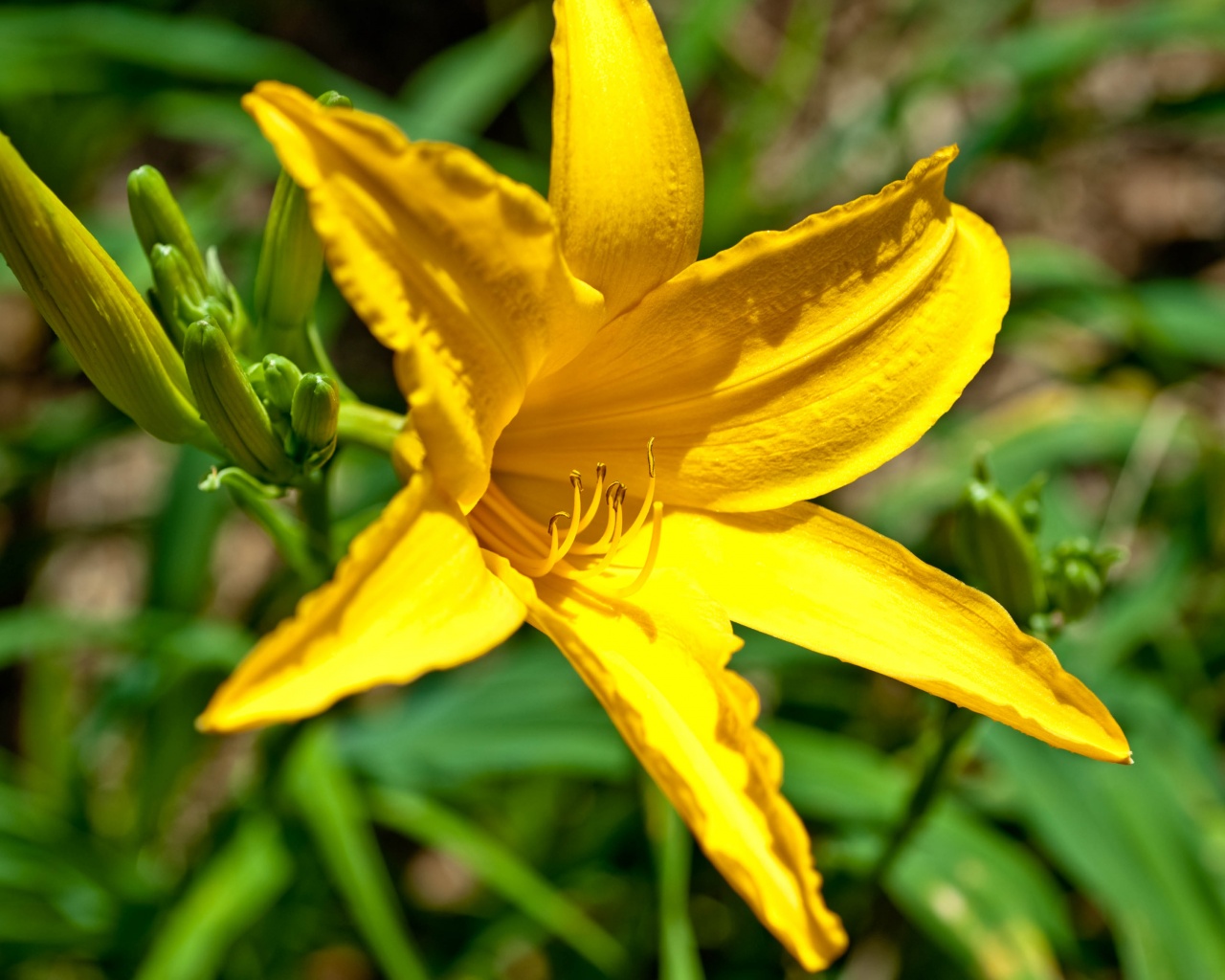 Yellow Lily