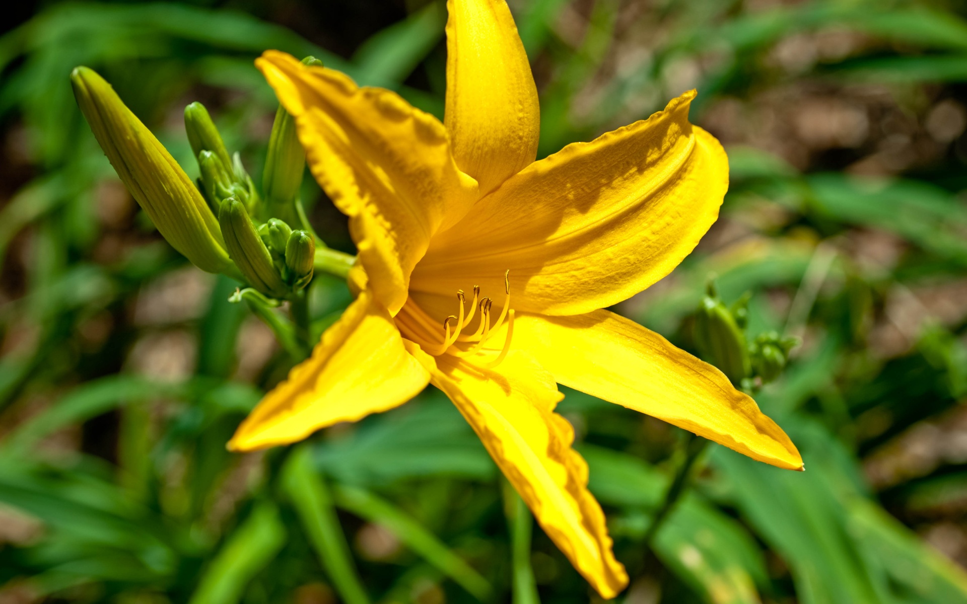 Yellow Lily