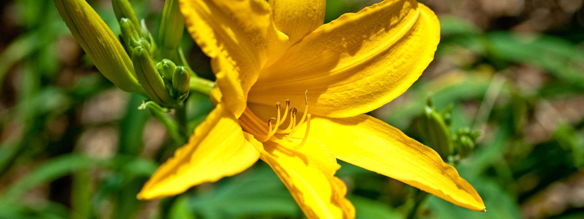 Yellow Lily