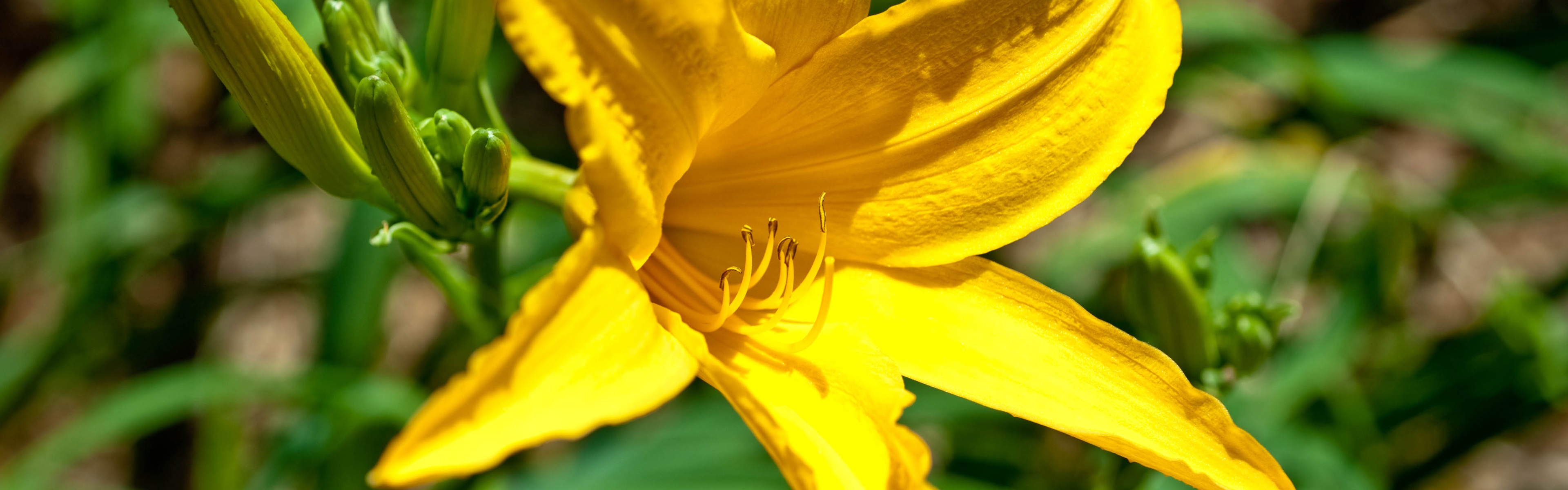 Yellow Lily