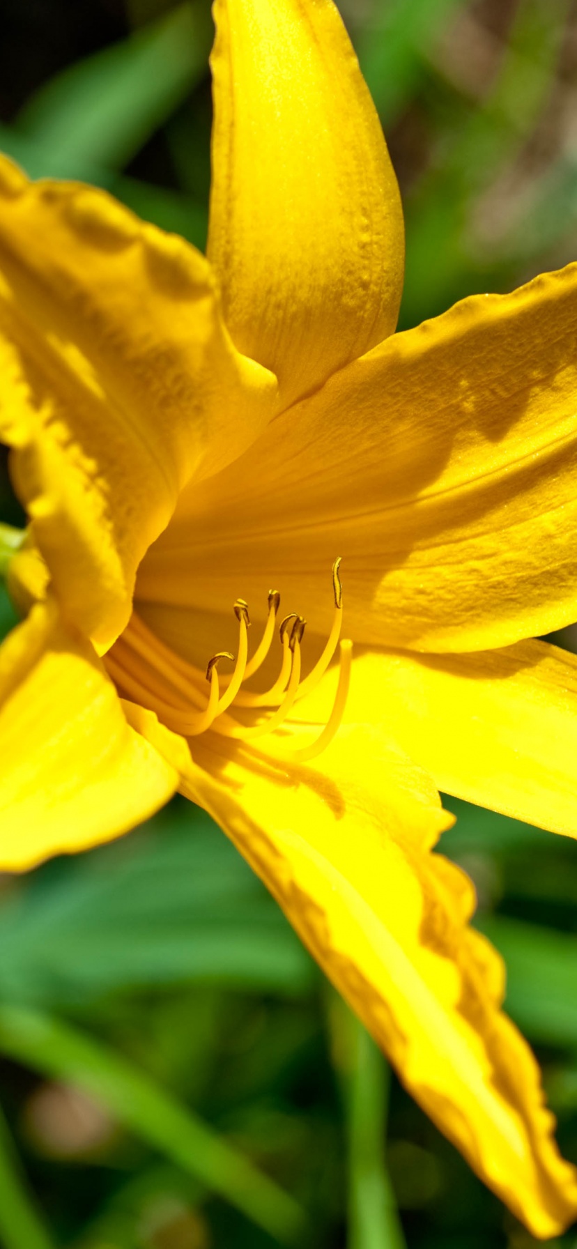 Yellow Lily