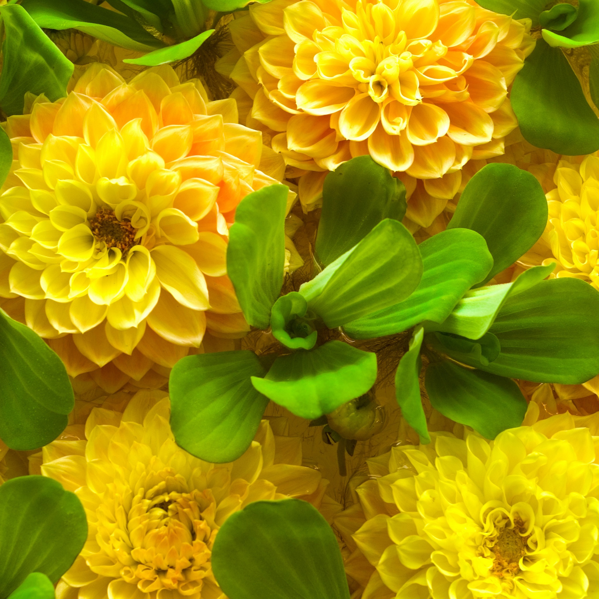 Yellow Spring Flowers