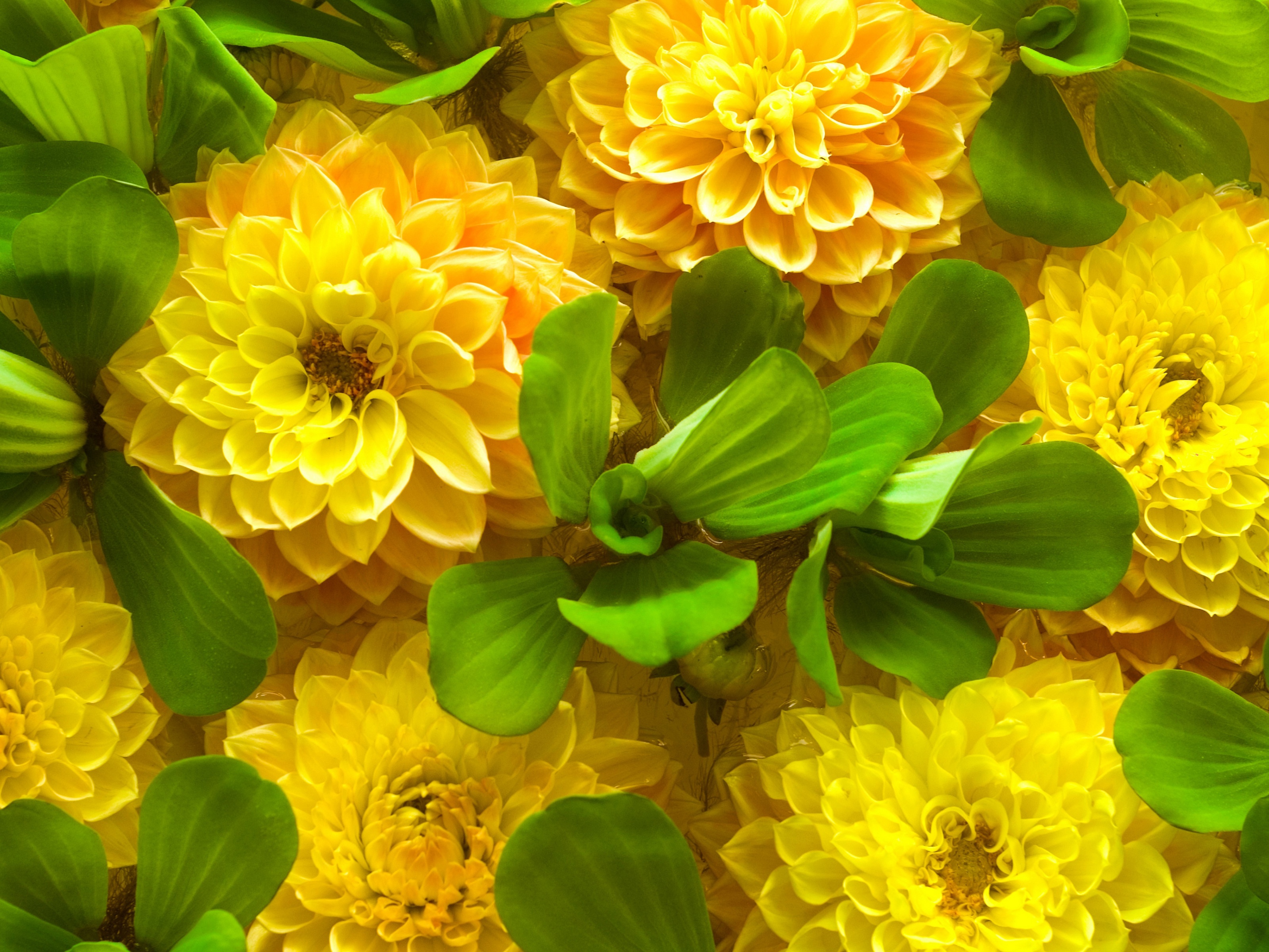 Yellow Spring Flowers