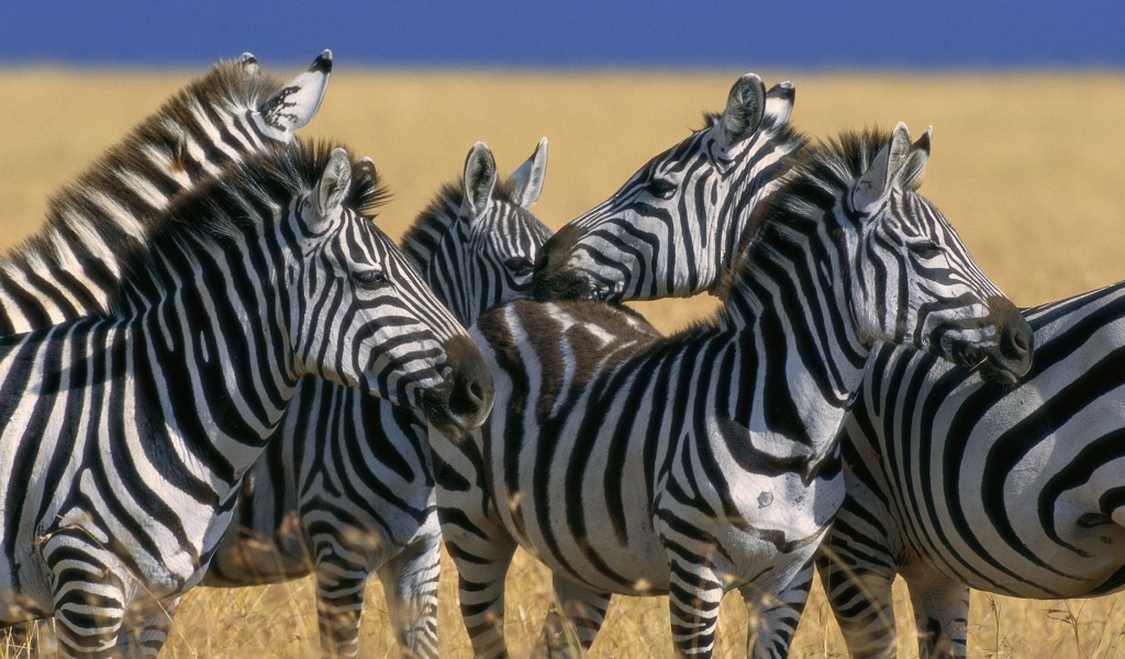 Zebra Stripe Herd Kenya