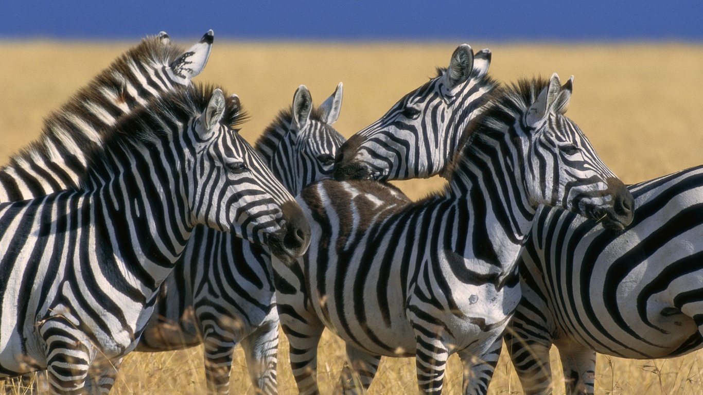 Zebra Stripe Herd Kenya