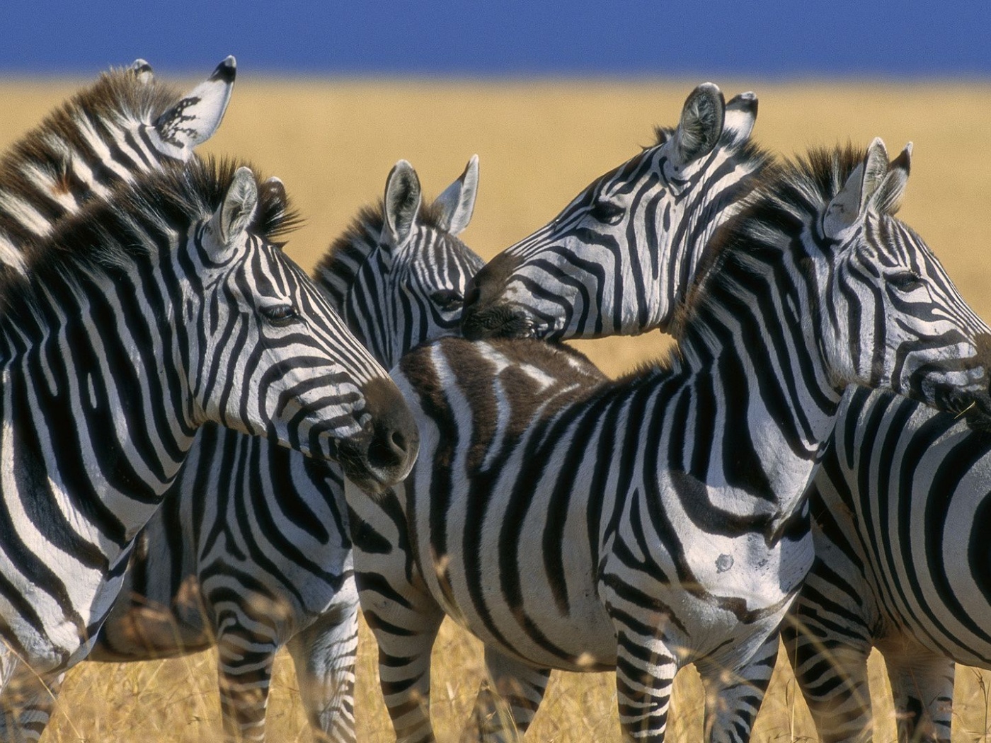 Zebra Stripe Herd Kenya