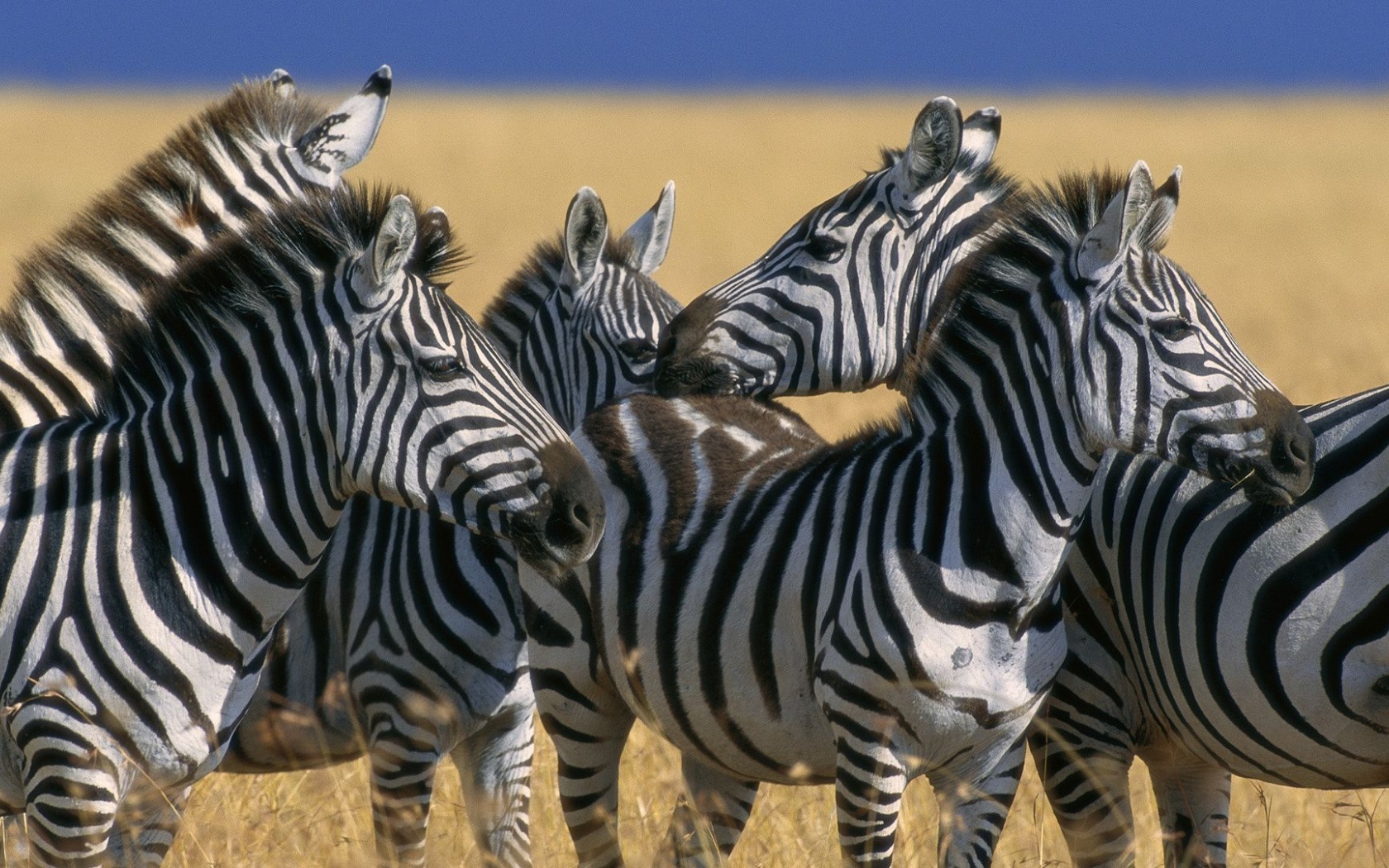 Zebra Stripe Herd Kenya